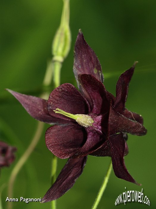 Aquilegia atrata.JPG